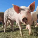 Во Владимирской области зафиксирован новый очаг африканской чумы свиней