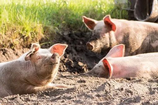 Во Владимирской области частично сняли карантин по африканской чуме свиней