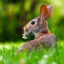 В Юрьев-Польском районе в мясе кроликов обнаружились антибиотики