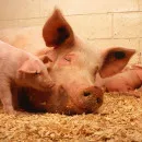 Новый очаг африканской чумы свиней выявлен во Владимирской области