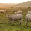 Какие проблемы возникли в мясном и молочном животноводстве Владимирской области и как власти намерены их решать?