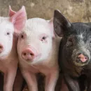 Во Владимирской области в развитие свиноводства вложат 4 млрд рублей