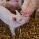 Африканская чума свиней мешает возрождать владимирское свиноводство