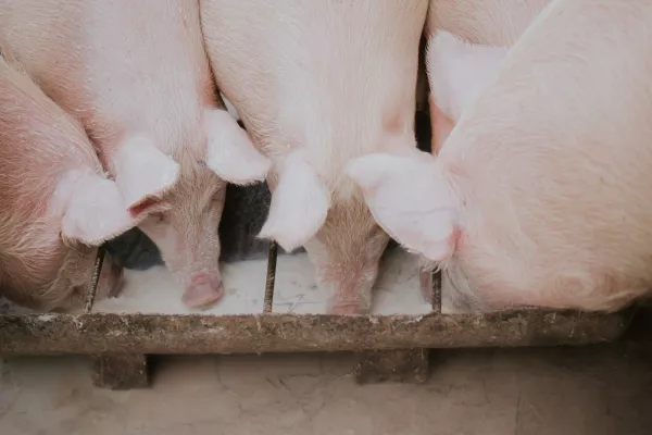 На восстанавливаемый в Александровском районе Владимирской области свинокомплекс поголовье начнут завозить к весне 2023 года