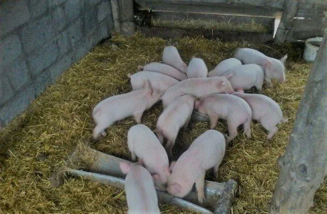 фотография продукта Розовые и белые русские свиньи