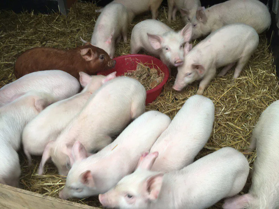 фотография продукта домашние породистые свиньи(поросята)